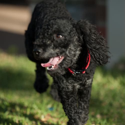 No photo for Toby *On Trial In His New Home*