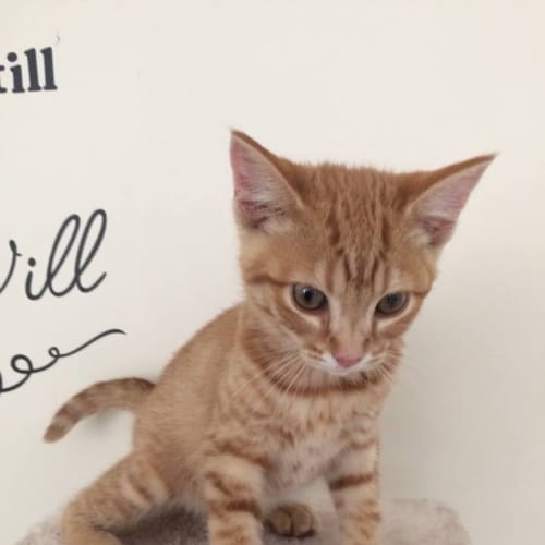 No photo for Ginger Female Kitten (Number 4)