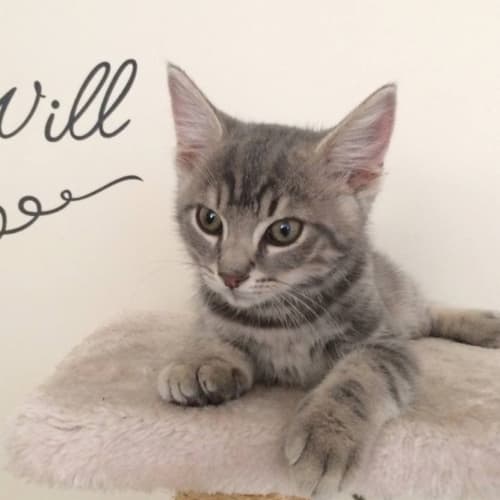 No photo for Blue Male Kitten (Blue Number 1)