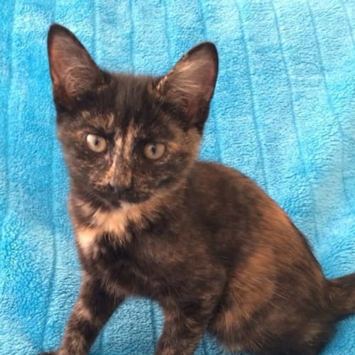 No photo for Female Tortishell Kitten (Torti 1)
