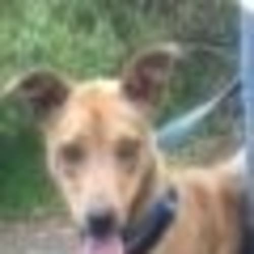 No photo for Roo