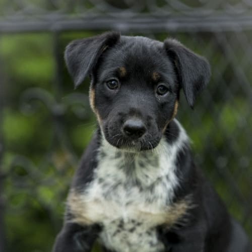 No photo for Nova (Qld)