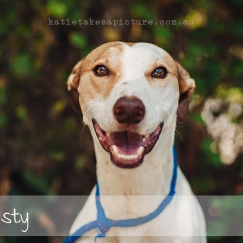 No photo for Rusty