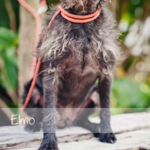 No photo for Bella & Elmo
