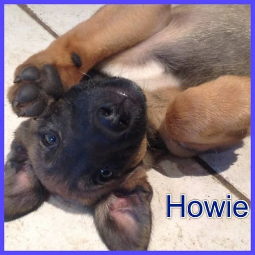 Howie