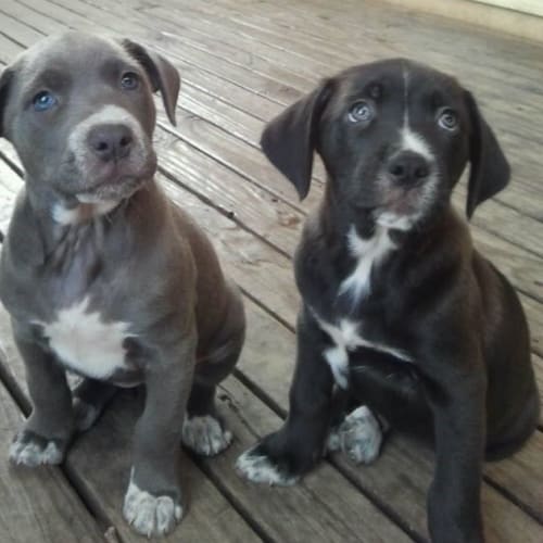 No photo for Bubba Blue X 4