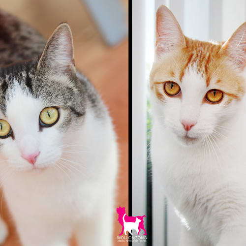 No photo for Jimmy & Simba | Wollongong Animal Rescue Network