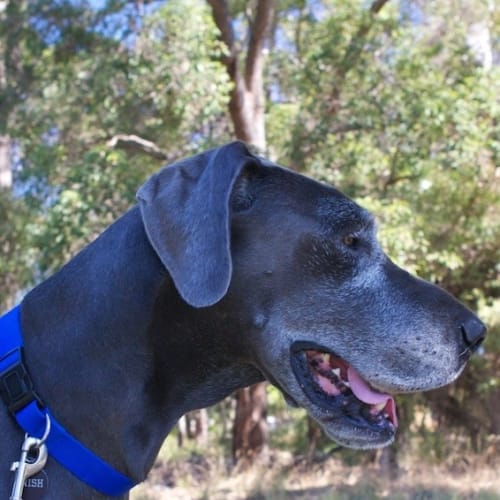 Bella (Bally Boo) - WA