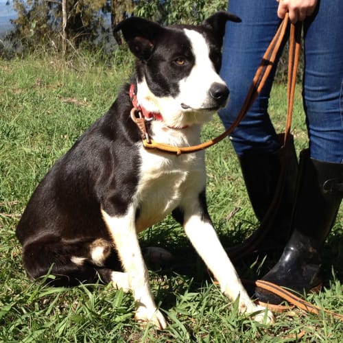 No photo for *Adopted* Finnegan