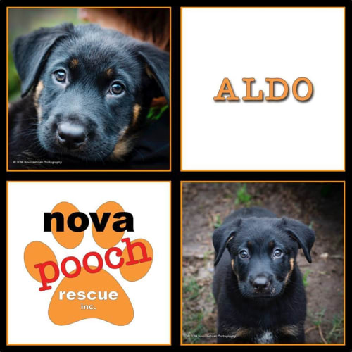 No photo for Aldo (I Am On 2 Weeks Trial In My New Home)