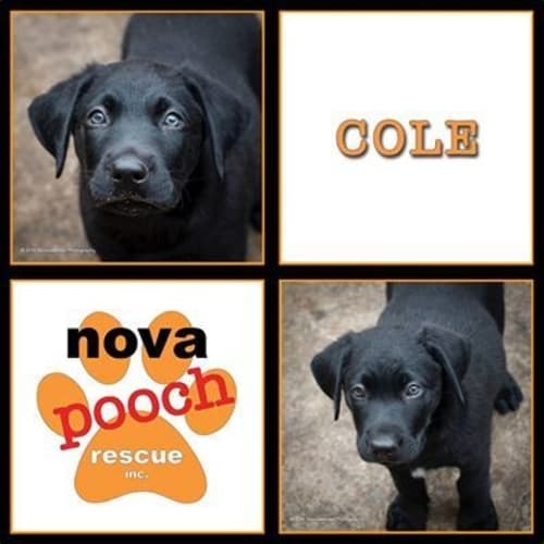 No photo for Cole (I Am On 2 Weeks Trial In My New Home)