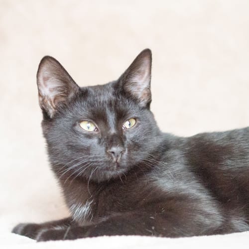 Paw Paw Rotzi ** Adoption Pending**