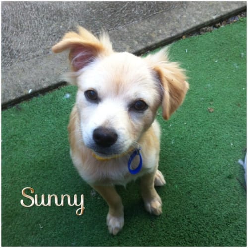 No photo for Puppy Sunny (On Trial 6/5/14)