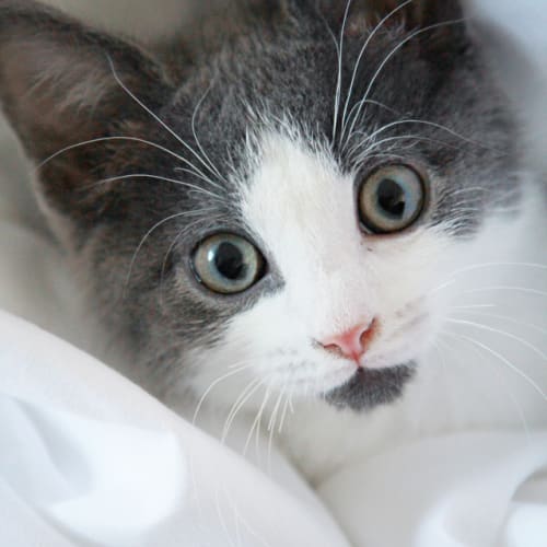 No photo for Vedder | Wollongong Animal Rescue Network