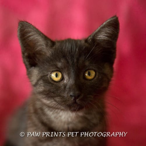 No photo for Annabel