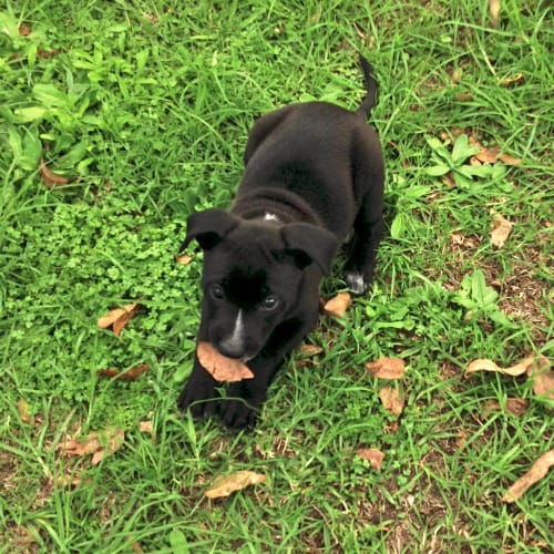 No photo for Poppy
