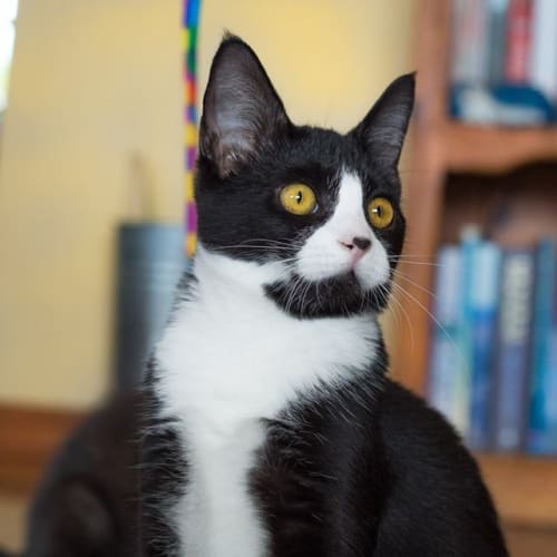 Matilda - Kitten Kapers Rescue