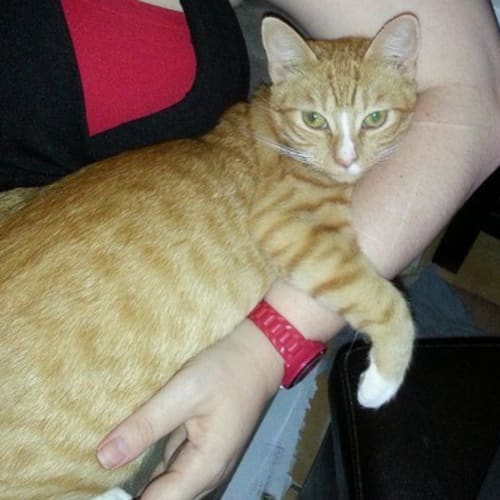 Ginger