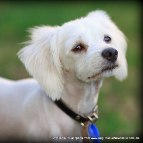 No photo for Bentley (On Trial 27/4/14)