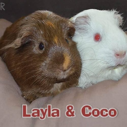 Layla and Coco