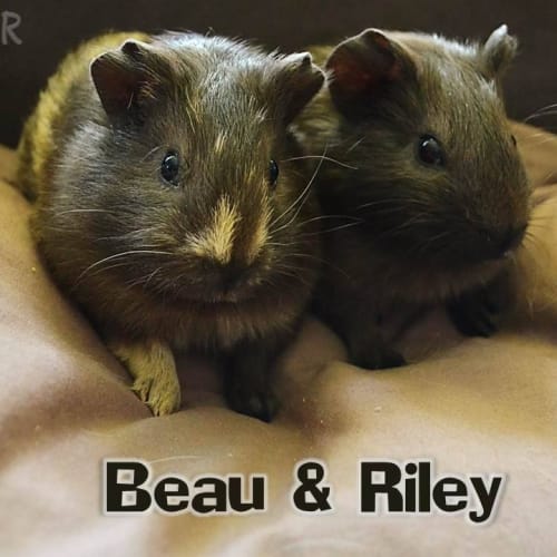 No photo for Beau And Riley