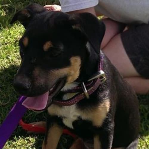 Dixie! 9 week old pup; expressions of interest