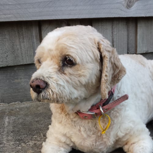 No photo for Goldie   Spoodle