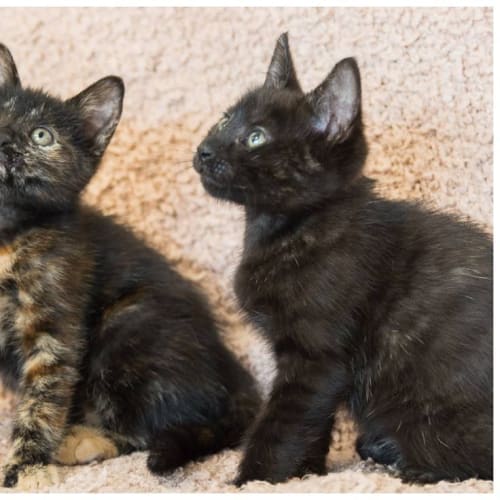 Motley & Chocolate