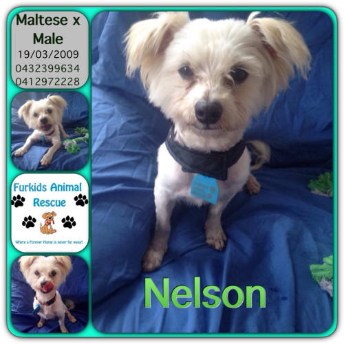 No photo for Nelson