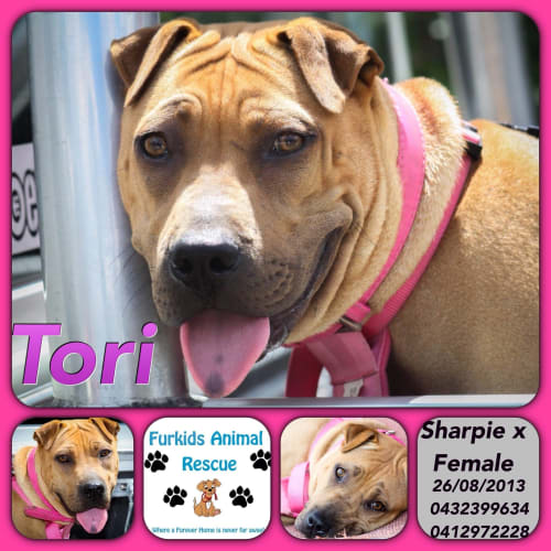 No photo for Tori