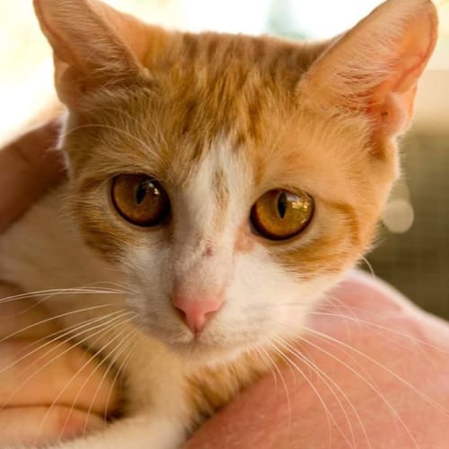 Whiskers