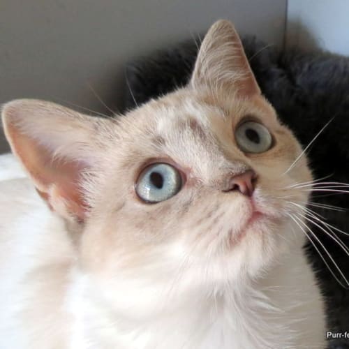 "Cinnamon" - Purrfect Match