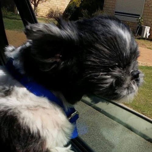 Leo