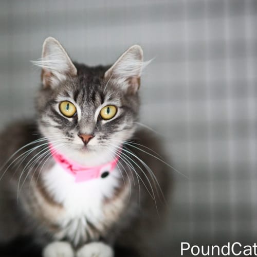 "Brianne" - Purrfect Match