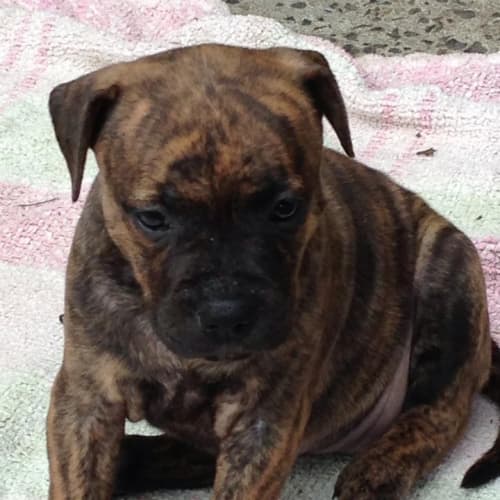 No photo for Staffy Pups