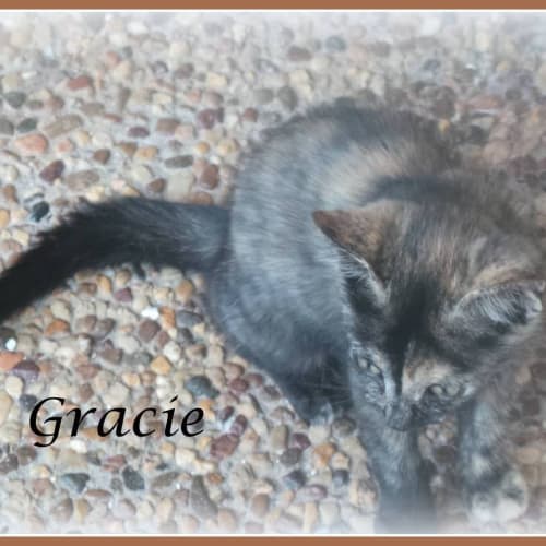 Gracie
