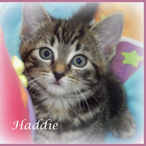 Haddie