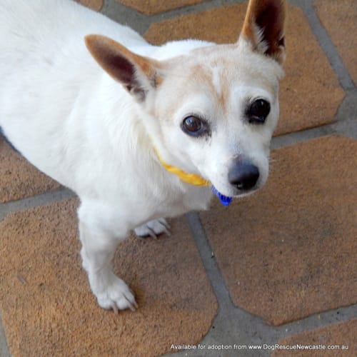 No photo for Bella (On Trial 25/5/14) ~ Sweet Senior ~ $100