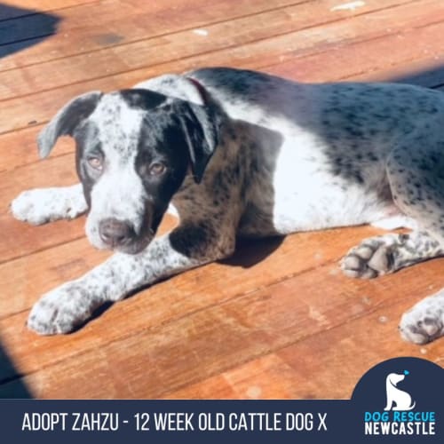 Zahzu - 12 Week Old Cattle Dog X