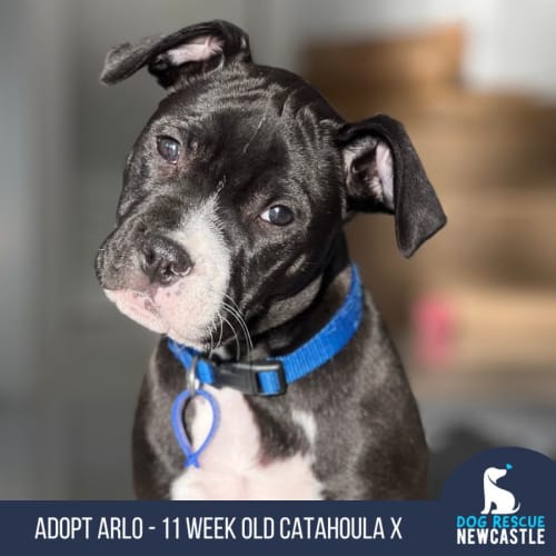 Arlo - 11 Week Old Catahoula X 