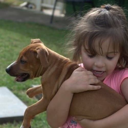 No photo for Stumpy ** A Special Needs Puppy **