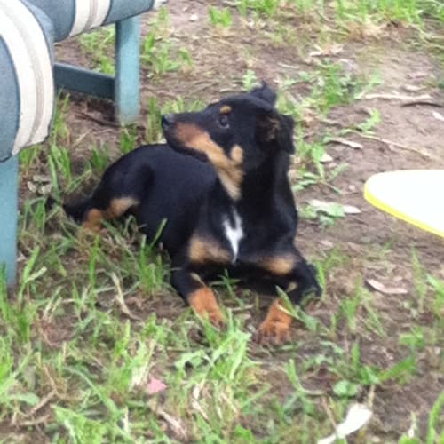 No photo for Hope "12 Weeks Old"