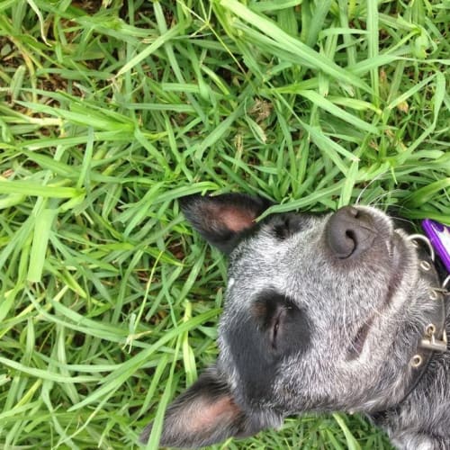 No photo for Dakota (Qld)