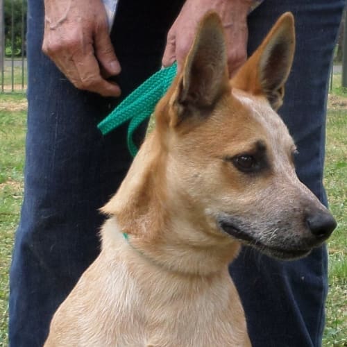 Tarzan (Urgent carer or home required)