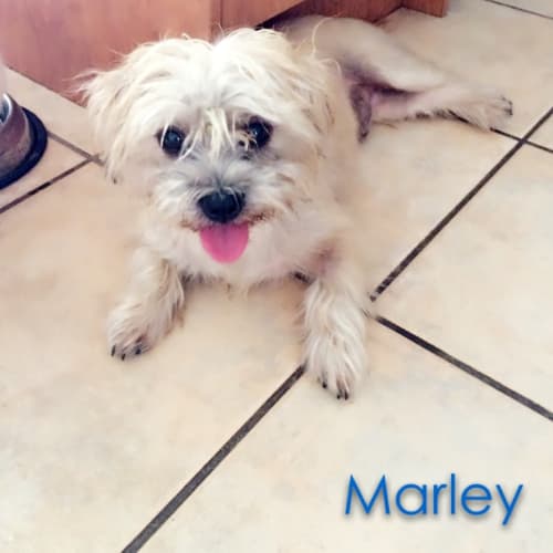 No photo for Marley