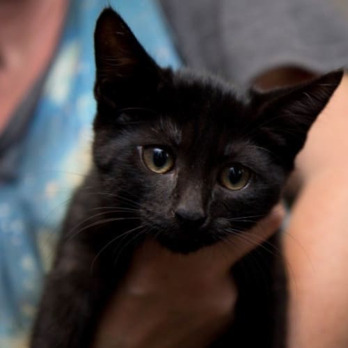 No photo for Kate*On Trial With Her New Family*