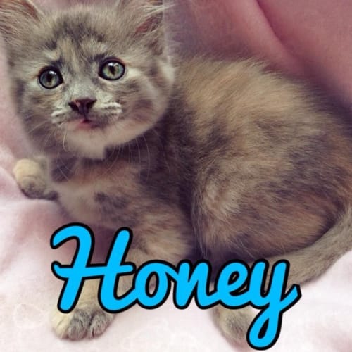 No photo for Honey