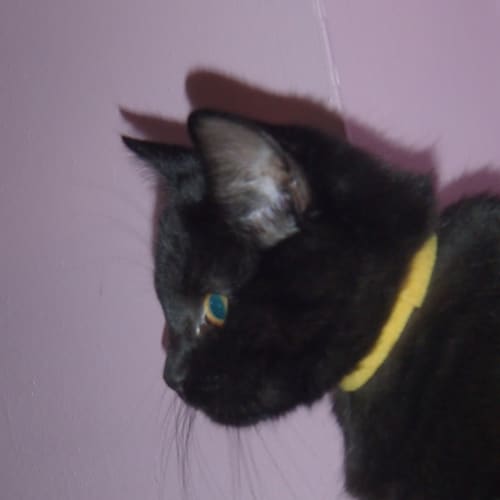 No photo for Inca