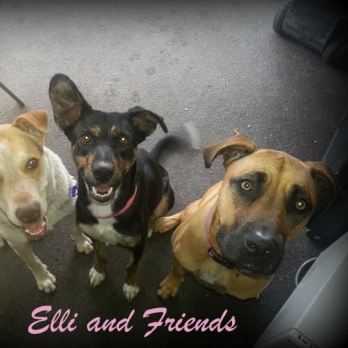Ellie, 1yo kelpie (to be adopted by foster carers)