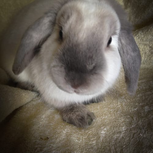 No photo for Winston